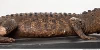 crocodil skin 0001